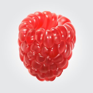 Ahududu vektör çizim.