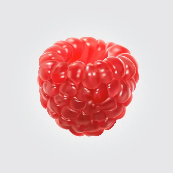 Ahududu vektör çizim.