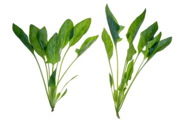 Ispanak üzerinde beyaz arka plan