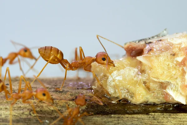 Karıncalar iş ekip çalışması kavramı