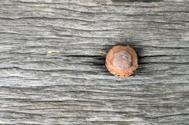 Eski kahverengi ahşap doku.