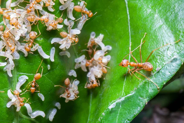 계란을 운반 하는 개미 — 스톡 사진