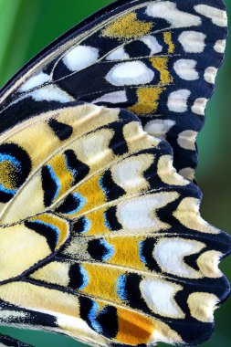 Kireç kelebek (Papilio demoleus) kapatmak kadar kanat