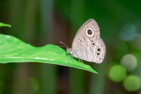yaprak üzerinde Kelebek