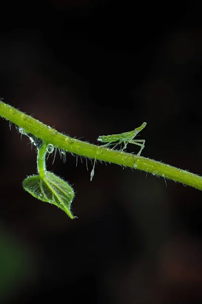 Vackra insekter på en blad-närbild — Stockfoto