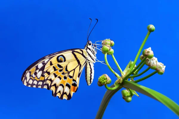 Limon kelebek (Papilio demoleus)