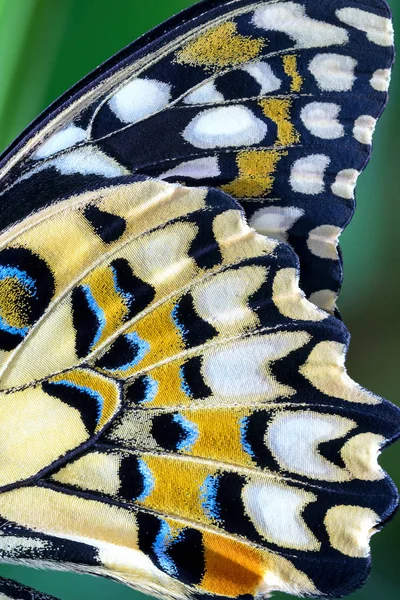 Kireç kelebek (Papilio demoleus) kapatmak kadar kanat