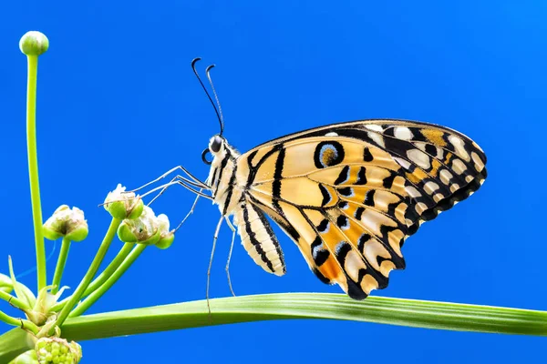 Limon kelebek (Papilio demoleus)