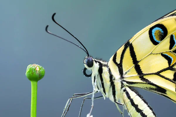 Limon kelebek (Papilio demoleus) yakından