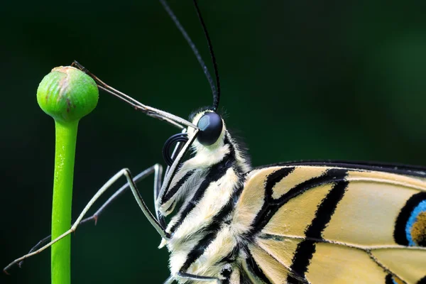 stock image Lemon Butterfly (Papilio demoleus) close up