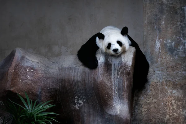 Urso panda gigante dormindo — Fotografia de Stock