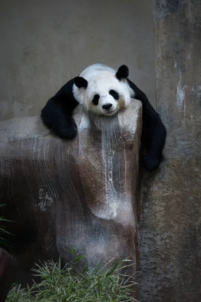 Гигантская панда спит — стоковое фото