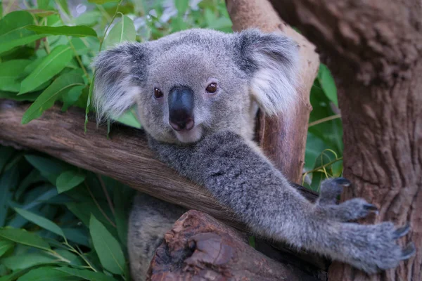Koala medve az állatkertben. — Stock Fotó