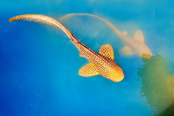 Tiburón leopardo nadando en agua azul —  Fotos de Stock