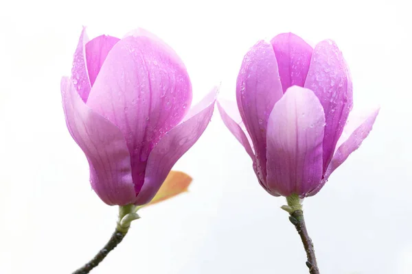 Flores de magnólia isoladas em branco — Fotografia de Stock