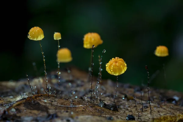 雨后的小蘑菇的宏 — 图库照片