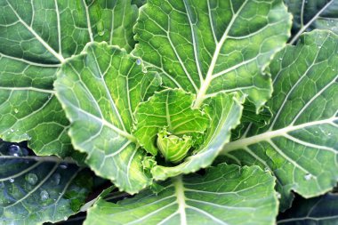 Lahana sebze alan arka planda