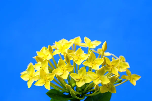 Spike flower, Tailândia — Fotografia de Stock