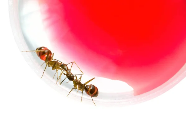 Şurubu, beyaz arka plan üzerinde yemek karıncalar