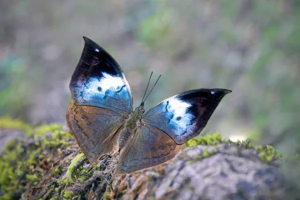 Kıt mavi Meşe yaprağı kelebek, Kallima knyevtti, Nymphatidae üzerinde