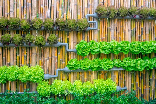 Sağlıklı insanlar için oganic sebze.