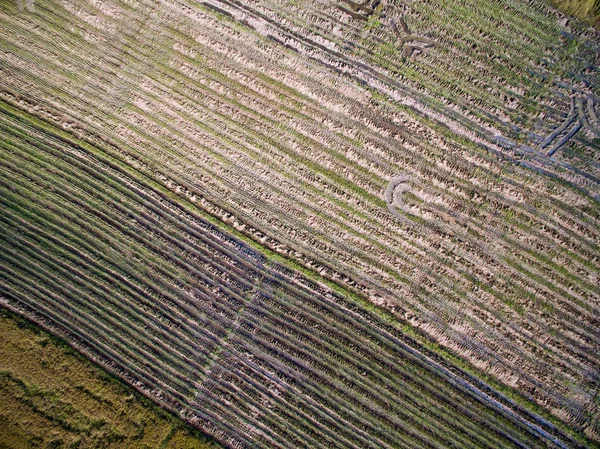 チェンマイ、タイ トップ ビューで棚田の田んぼ — ストック写真