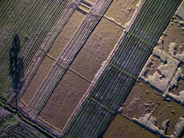 Рисовое поле с террасой в Чиангмае, Таиланд вид сверху — стоковое фото