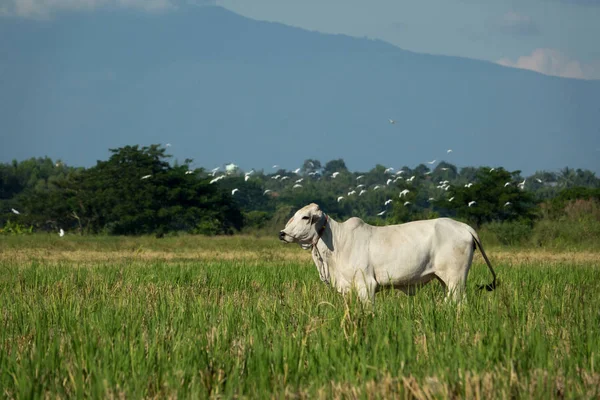 İnek ve kuş sinek bir yeşil alan ve mavi gökyüzü.