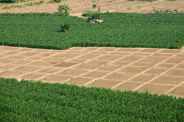 Воздушный кадр кукурузного поля — стоковое фото