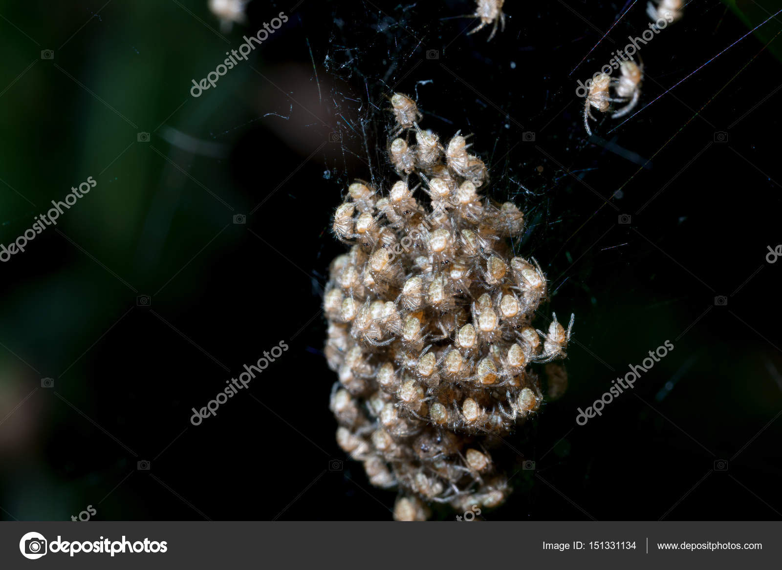Image Floue D Un Groupe De Bebes Araignees Eclosant Sur Le Nid Image Libre De Droit Par Wisan224 Gmail Com C Image Floue D Un Groupe De Bebes Araignees Eclosant Sur Le Nid Image Libre De Droit Par Wisan224 Gmail Com C