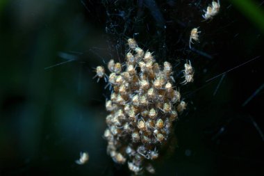 Görüntü bulanık yuvasına kuluçkalık bebek örümcekler bir demet