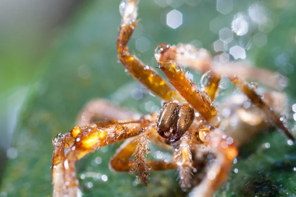 Cuando el viento y los insectos manchan para adherirse a la fibra de la araña —  Fotos de Stock