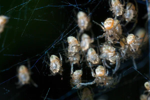 Imagem borrão de um bando de aranhas bebê eclodindo no ninho — Fotografia de Stock