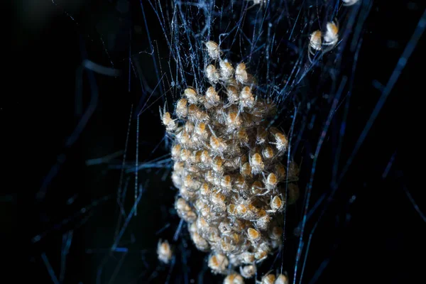 Bild verschwommen von einem Haufen Baby-Spinnen, die auf dem Nest schlüpfen — Stockfoto