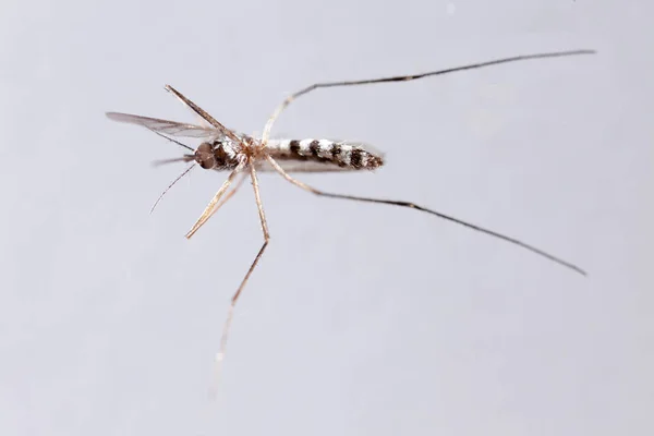 蚊子，感染的危险车辆 — 图库照片