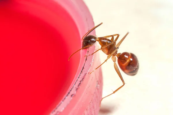 Şurubu, beyaz arka plan üzerinde yemek karıncalar