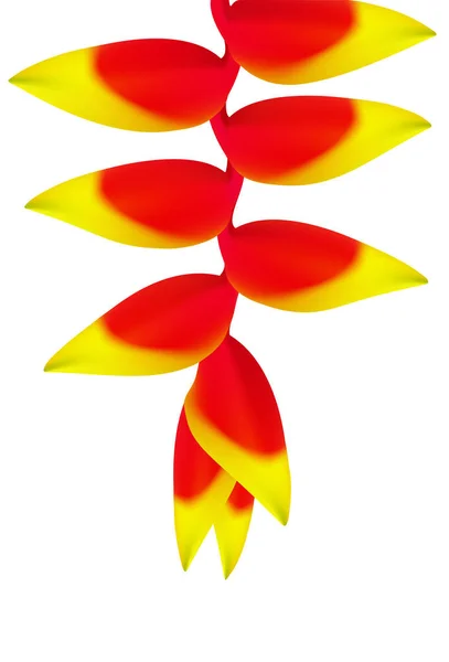 빨간 Heliconia 꽃 — 스톡 벡터