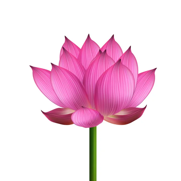 Hermosa flor de loto — Vector de stock