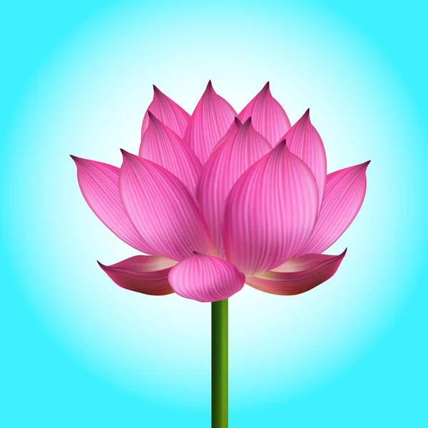 Vacker lotusblomma — Stock vektor
