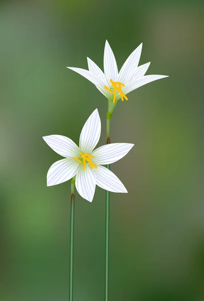 Lotusblume blüht — Stockvektor