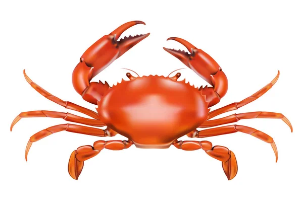 Beyaz arkaplanda kırmızı yengeç izole edildi