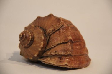 Buğday studio fotoğraf