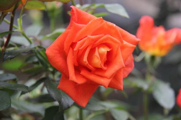 Laranja rosa flor — Fotografia de Stock