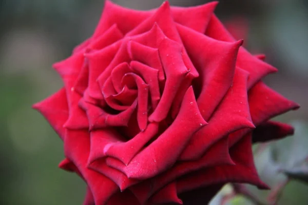 Rosa roja flor — Foto de Stock