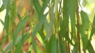 doğa üzerinde poz kadın