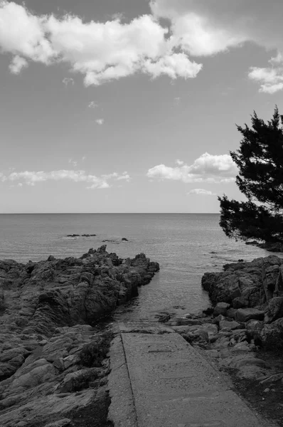 Sardunya deniz giriş dikey bn