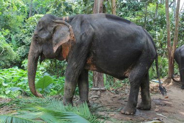 Hindistan cevizi yaprağı Tayland yemek fil