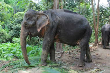 Hindistan cevizi yaprağı Tayland yemek fil