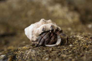pavurya andaman Denizi'nde bir plajda