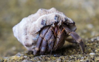 pavurya andaman Denizi'nde bir plajda